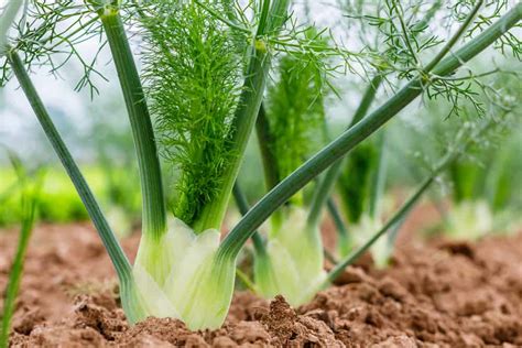  Finocchio! - The Tale of A Clever Gardener Who Outsmarted Fate and Found Fortune Through Vegetables