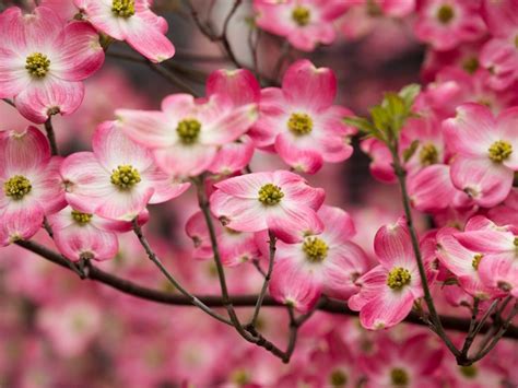  The Dogwood Tree: An Ancient American Folk Tale Exploring Themes of Selflessness and Nature's Power!