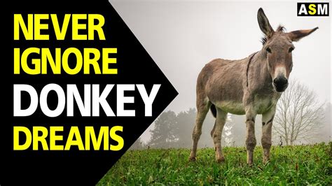  “The Donkey Who Dreamed of Flying” -  A Tale of Ambition, Resilience and the Absurdity of Dreams!