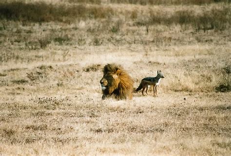  The Lion Who Cried Leopard! -  A Hilarious South African Tale Exploring Trust and Deceit