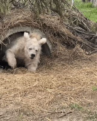 토이스토리 곰, 그 이상의 상상력을 깨우다